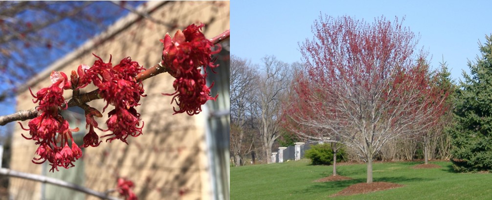Red maple flowers and tree